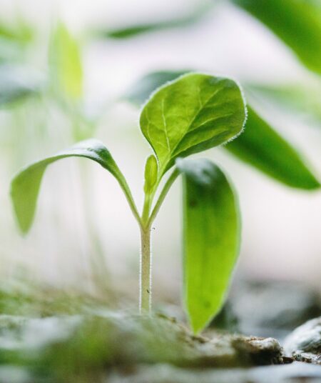 francesco-gallarotti-ruQHpukrN7c-unsplash